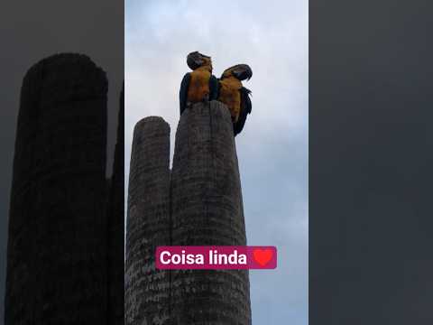 Araras - Cidade de Três Lagoas - Mato Grosso do Sul - Brasil 🙌 - Lagoa Maior