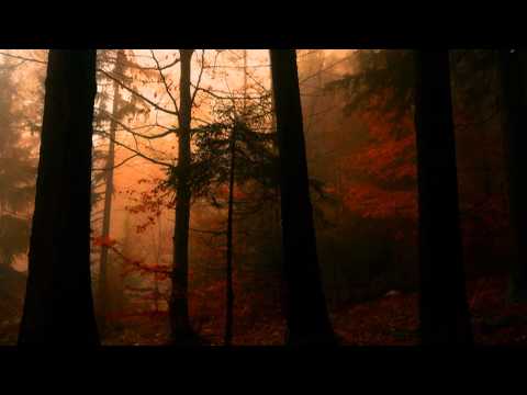 Fjaer - A Dying Tree