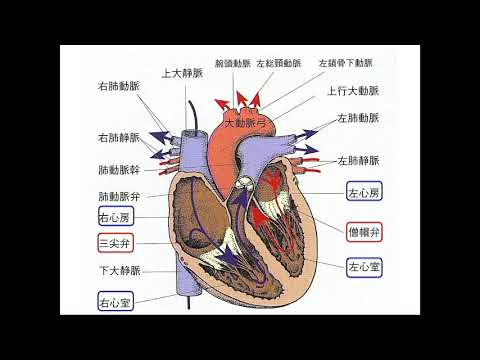 看護学科　授業体験「循環器のしくみと病気」