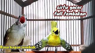 Download lagu Sirtu Gacor full tembakan mewah untuk masteran murai batu dan sirtu (bahan)muda hutan. mp3 Download lagu Sirtu Gacor full tembakan mewah untuk masteran murai batu dan sirtu (bahan)muda hutan. mp3