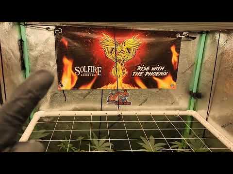 Taking Cuts and Flip to Bloom - Hood Candyz from Solfire Gardens