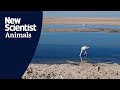 Watch Chilean Flamingos Get Dizzy For Dinner