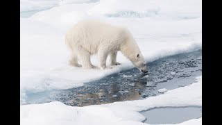 Aurora Expeditions Svalbard 2027 Webinar | CruiseOne Show Low, AZ