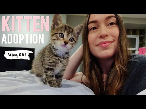 I ADOPTED A KITTEN!!! 🐈