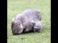 Mama Wombat And Her Baby Wombat Animal Babywombat Funnyanimalvideos