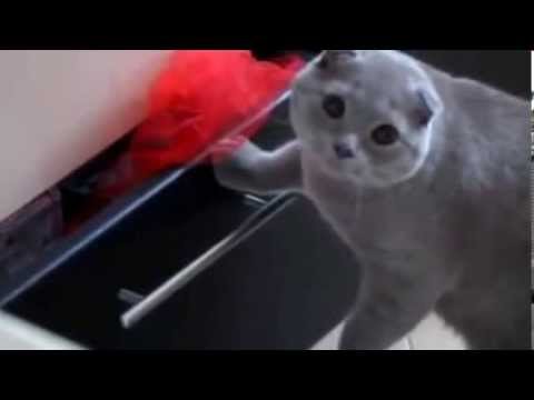 Guilty cat gets caught snooping | Кот пойман с поличным