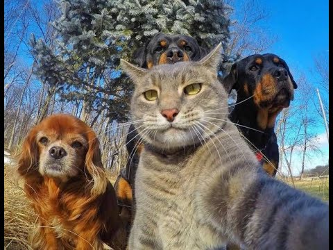 (SWAT GANGWAR) PEPEGA AIM LG (Official Trash Video)