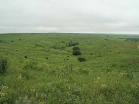 Time lapse of bison at Konza in June