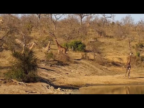 Djuma: Group of Giraffes come to the dam area - 15:34 - 09/12/20