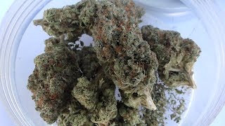 High Times Cannabis Cup 2016 Dungeon Vault Genetics by Urban Grower