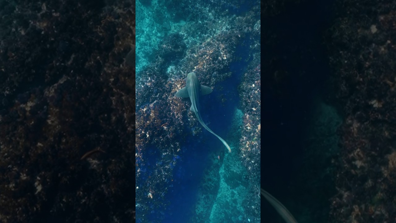 YouTube Short thumbnail