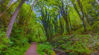 Poo Poo Point Trail Virtual Hike in 8K HDR | Summer Forest Walk Near Seattle