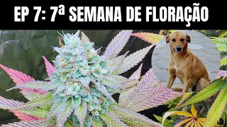 EP 7: 7 SEMANA DE FLORAÇÃO DA CARAMELO! - CULTIVO INDOOR CANNABIS MACONHA