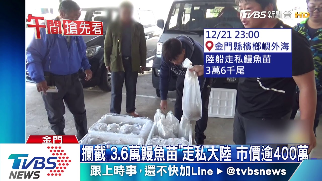 攔截「3.6萬鰻魚苗」走私大陸 市價逾400萬