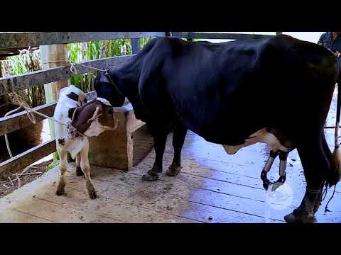 Ordeño con ternero para mantener producción - La Finca de Hoy