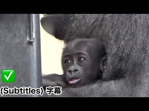 Bericht des Tierpflegers! Wird Mama Genki ihr Baby bald auf den Boden setzen oder nicht? , Gorilla