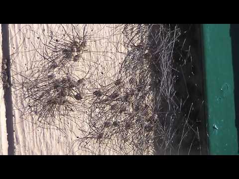 Time Lapse ~ Cluster of Harvestmen Waking Up to the Morning Sun