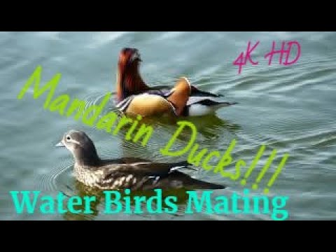 From Flirting Sounds to Bizarre Dances:Mating Birds.Which part did you find the most fascinating?