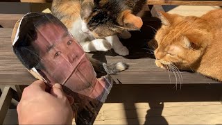 ねこちゃんズ vs 野獣先輩
