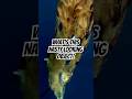 Exocoetidae A K A Flying Fish Shorts