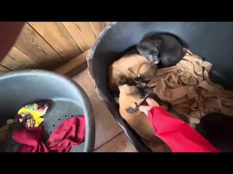 Vídeo de SIRI