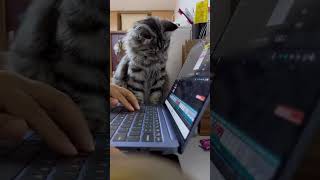 The funniest animals / Fun with cats and dogs 2024