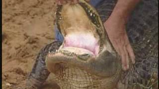 preview picture of video 'The Gator Man!-WFRV TV'