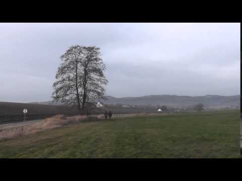 Falconry - Raroh velký - Falco cherrug - Saker Falcon - Würgfalke - Halcón sacre