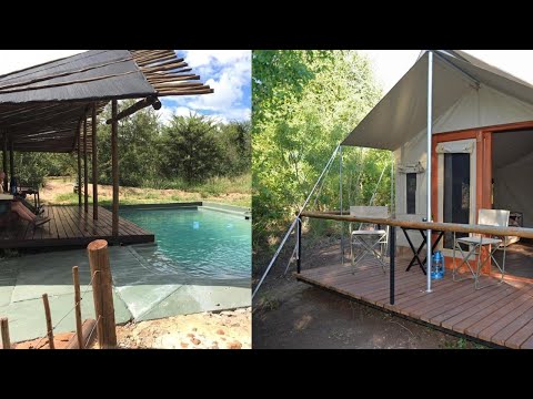 Wild olive tree camp outside Orpen