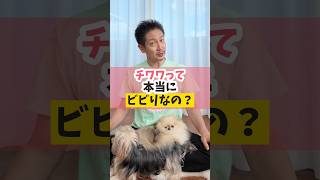 チワワは本当にビビりなの？＃うちいぬ。＃犬のいる暮らし#dog