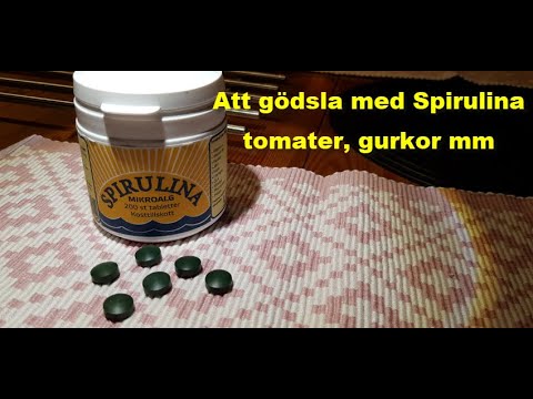 Att gödsla med Spirulina tomater, gurkor mm