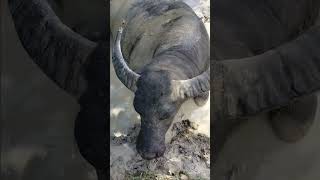 Mozi ber 2 Bocil betina