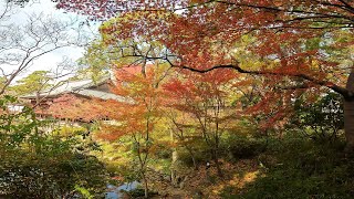 小倉城の紅葉2023