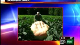 preview picture of video 'Giant pumpkin grown in Suamico'