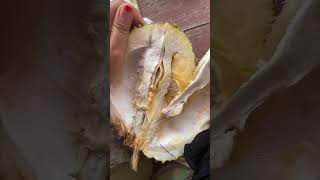 Download lagu BELAH DUREN !!!!! #shortvideo #durian mp3