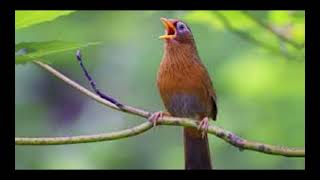 Download lagu Suara Burung Penyanyi dari Ranting Hutan Suara Murni mp3