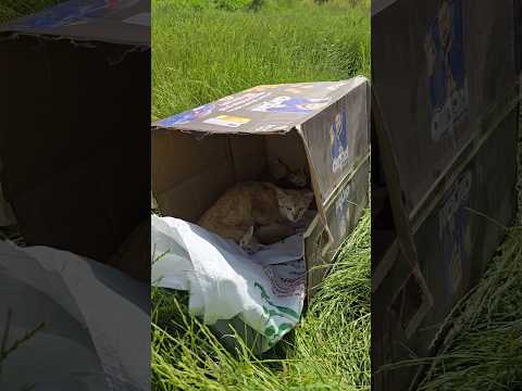 شي غريب داخل كارتون ##shorts