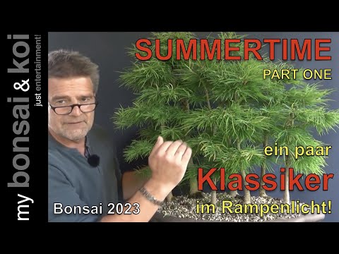 Bonsai 2023-36 - SUMMERTIME PART ONE - ein paar "Klassiker" im Rampenlicht
