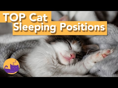 Why Does My Cat Cover Their Face When They Sleep?! Weird Cat Sleep Facts NEW