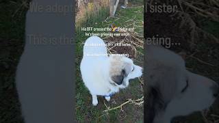 First Time Meeting Bear's Sister 😭❤️‍🩹 #shorts #petlossgrief #lgds  #barn_boots_and_country_roots