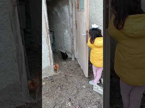 şaşkın tavuklar merhaba 🥚🐤🐔#çocuk #keşfet #köydeyaşam #tavuk #story #chicken #children #cat #dog