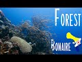 Diving Forest dive site on Klein Bonaire