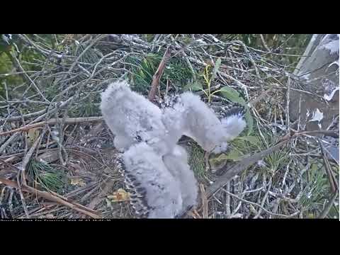 Presidio Red-Tailed Hawk Cam. #1 Chick Winging it!  :)