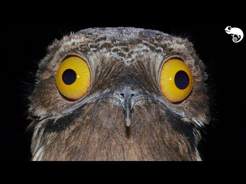 Hummingbirds Have CRAZY Cousins!