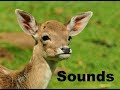 Deer Sound Effects All Sounds