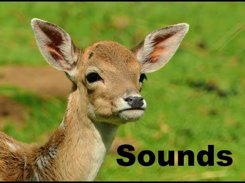 download lagu mp3 mp4 Deer Sound Effect, download lagu Deer Sound Effect gratis, unduh video klip Deer Sound Effect