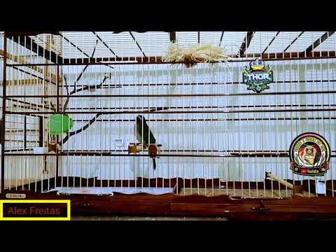 Trinca ferro Thor se aprontando pra temporada 💯🙏.