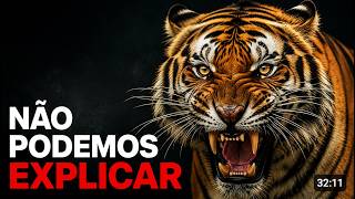 O Que Todo Mundo Faz Errado ao Encontrar um Tigre Explicado em 12 Minutos