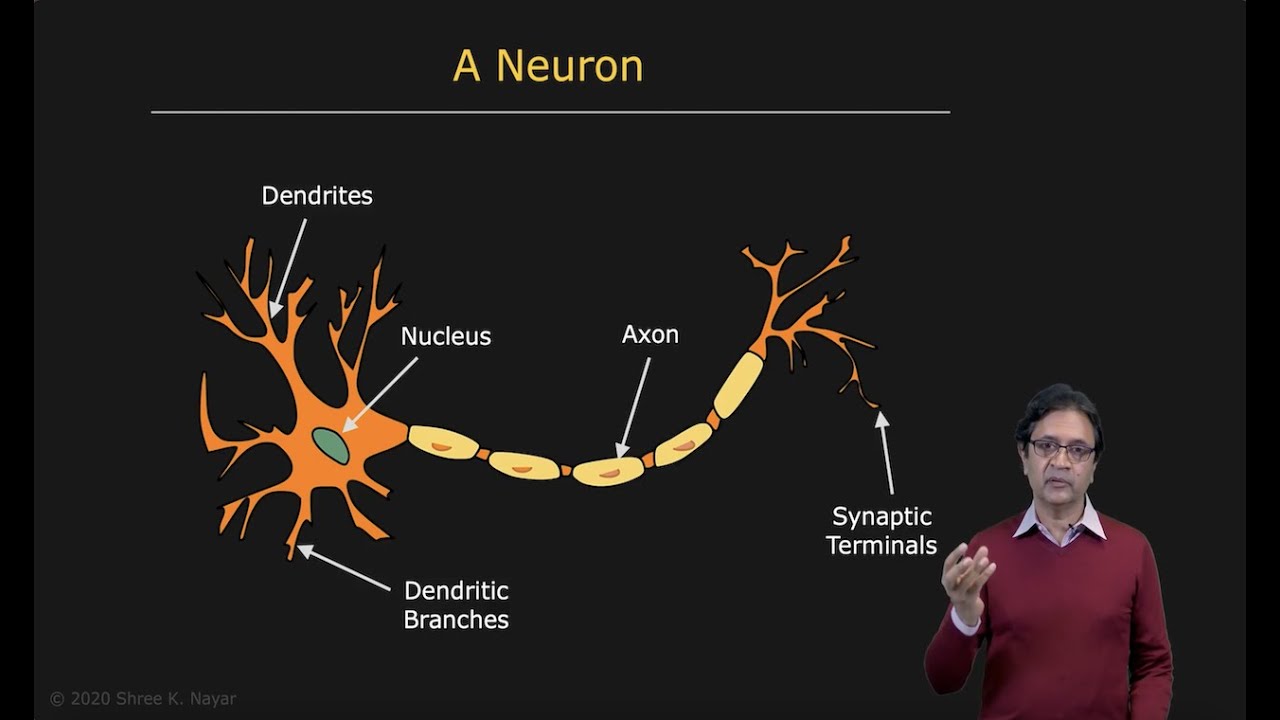 Neural Networks: Unraveling the Marvel of the Human Brain