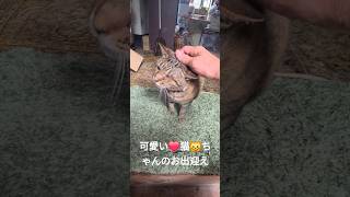 可愛い猫ちゃんのお出迎えです(^-^ゞ